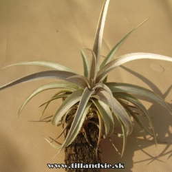 Tillandsia ixioides