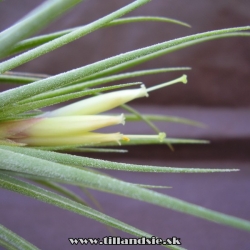 Tillandsia ,,Jack Staub,,