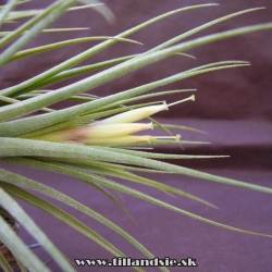 Tillandsia ,,Jack Staub,,