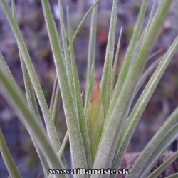 Tillandsia ,,Jack Staub,,