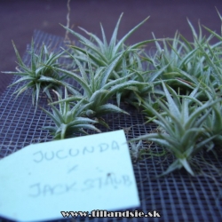 Tillandsia jucunda kríženec