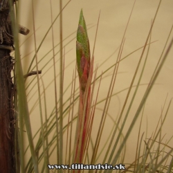 Tillandsia juncea