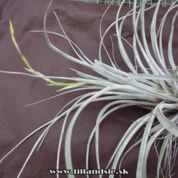 Tillandsia karwinskyana