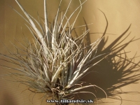 Tillandsia karwinskyana