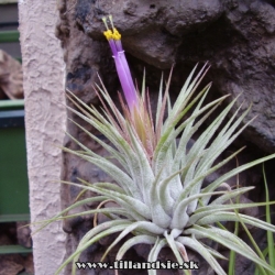 T. ionantha