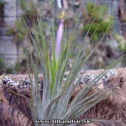 Tillandsia kolbii