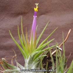 Tillandsia kolbii