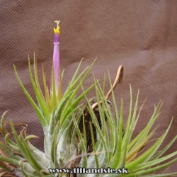 Tillandsia kolbii