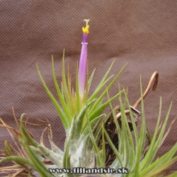 Tillandsia kolbii