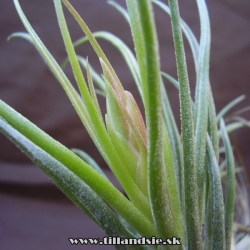 Tillandsia kolbii X Tillandsia bulbosa