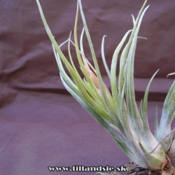 Tillandsia kolbii X Tillandsia bulbosa