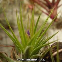 Tillandsia kolbii