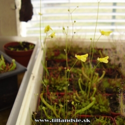 kvety rodu utricularia