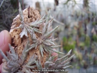 Tillandsia landbeckii