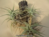 Tillandsia latifolia