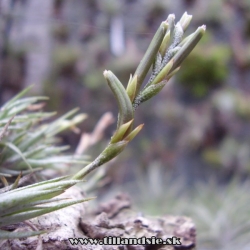 Tillandsia loliacea