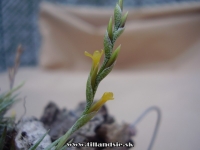 Tillandsia loliacea