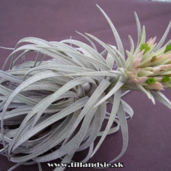 Tillandsia mauryana