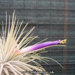 Tillandsia magnusiana