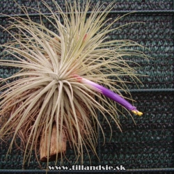 Tillandsia magnusiana