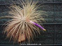 Tillandsia magnusiana