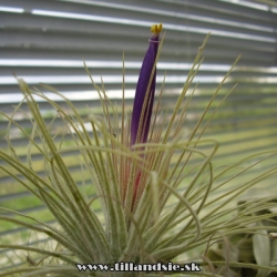 Tillandsia magnusiana