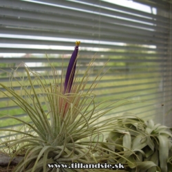 Tillandsia magnusiana