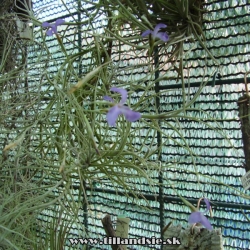 Tillandsia mallemontii