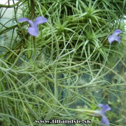 Tillandsia mallemontii