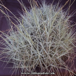 Tillandsia mallemontii