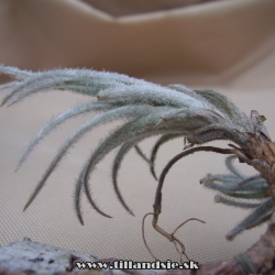 Tillandsia malyi