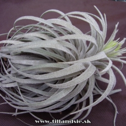 Tillandsia mauryana