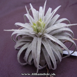 Tillandsia mauryana