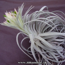 Tillandsia mauryana