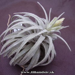 Tillandsia mauryana