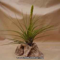 Tillandsia melanocrater