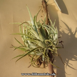 Tillandsia mitlaensis