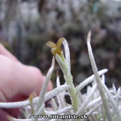 Tillandsia mollis