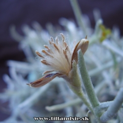 Tillandsia mollis semenník