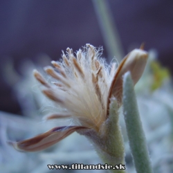 Tillandsia mollis semenník