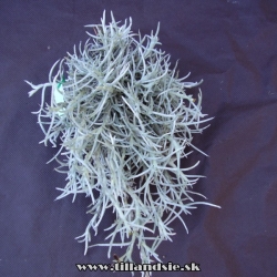 Tillandsia mollis