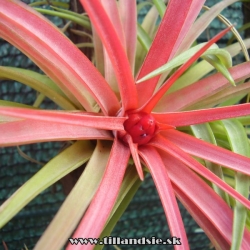 tillandsia brachycaulos var.multiflora