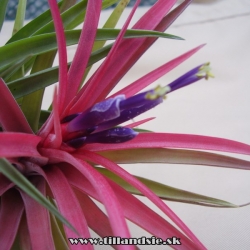 tillandsia brachycaulos var.multiflora