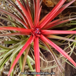 Tillandsia brachycaulos var.multiflora