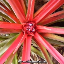 Tillandsia brachycaulos var.multiflora