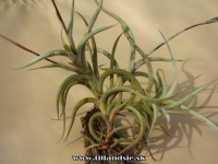 Tillandsia myosura