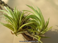 Tillandsia neglecta