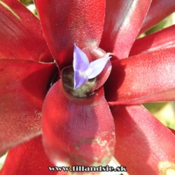 Neoregelia ,,fireball,,