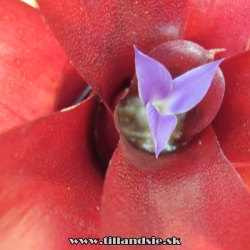 Neoregelia ,,fireball,,