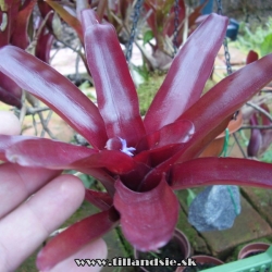 Neoregelia ,,fireball,,